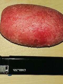 Животные насадки: солить, вялить и обвязывать нитью 0,15 мм, чтобы держались на забросе