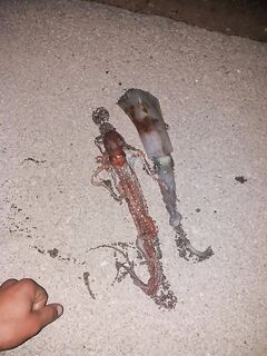 Штиль и шутки: ночью низкая вода, солю «вонючих» креветок для бомбарды