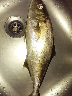 Без стальных поводков: сополимер 0,33 или 0,19 мм, амбер вечером, потрошить дома