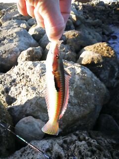 Спокойное море, упущенный сарган и странный улов на курицу — четвёртый крючок ушёл