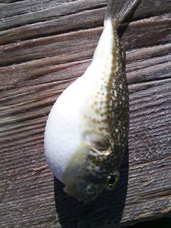 Айя-Напа, мыс у пляжа Pernera: микруха на кальмара, барра на падении, амбер под берегом