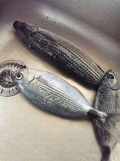 Старая марина после шторма: катамаран, «барселонская» снасть и кефаль под Эфес