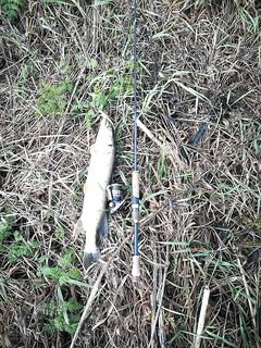 Капризная морская рыба: два часа без поклевки, утренний подъём в 6 — и снова к морю