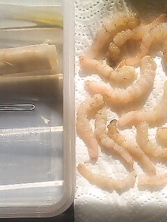 Шторм стихает до 1 балла: эксперимент с «вяленой» креветкой на лавсановой нити