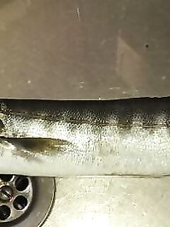 Утро без саргана: барра на 150-мм «сардину», амбер размером с воблер — отпущен