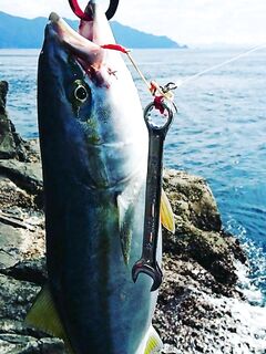 Тёплое утро, штиль: барракудка и окунь-кукушка с голубым пятном, купаться пойду