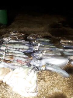 Шторм до вечера, в пятницу в бой: «жду птеродактиля» после фото с уловами