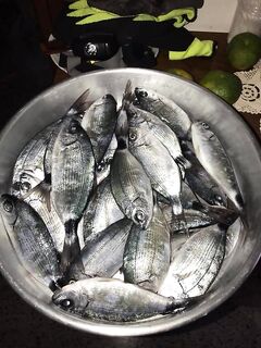 Про «карася ведрами»: что реально ловят у берега на Кипре и чем он считается