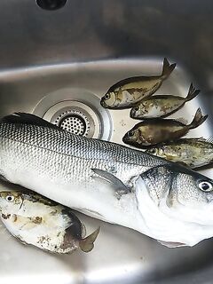 Лимассол, волнорез у Фор Сизона — сибас 1.1 кг на магазинную прикормку