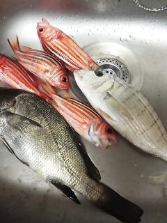 Лимассол, почти год у воды: волнорезы, мурены на живца и пара достойных с лодки