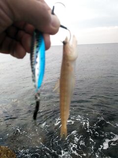 Лимассол, ночь с дождём и утренний пирс — без саргана, случайная рыбка на пилькер