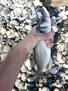 Лимассол: сибас на бомбарду с силиконом, затем гитара на нереиса