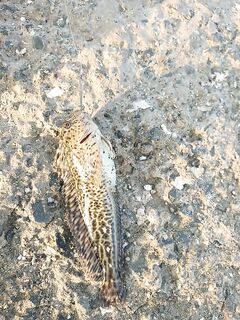 Кипр, определение улова — похож на бычка, но не уверен, прошу подсказку