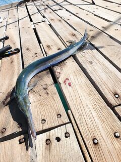 Лимассол, пирс и сарган на живца — план на рассвет и проверка точки