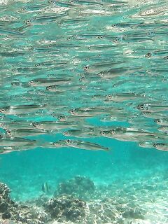 Кипр, список местных рыб и видео про игру приманки — ищу актуальные фото