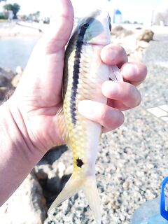 Кипр, идентификация видов: зубатая барабуля и атерины — вкусовые заметки