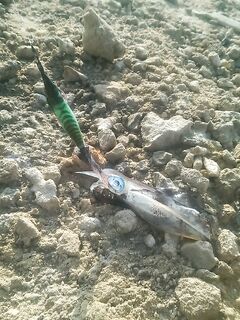 Добавка по «бубе»: ещё нюансы по поведению приманки в ночи