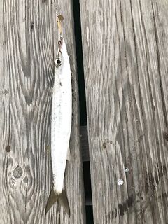 Снаряжение ультралайт, стальной поводок и список типовых видов для берега