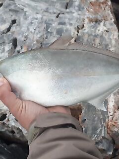 Амберджек и бонито в списке: почему снасть «не заметит» кило и больше