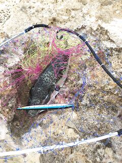 Фугу на поверхности на Кипре: иглобрюхая вышла наверх и жрёт всё подряд