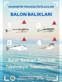 Кипр, предупреждение на турецком про фугу: четыре вида в Средиземке