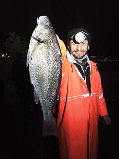 Кипр, «горбыль» на фото с местного сайта: пришёл вид или редкая встреча?