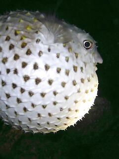 Такие приманки — под задачу?