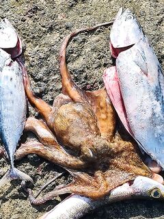 Сезон заходит, а выезд не сросся: свежая фото-отметка из чатов