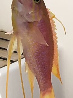 Кипр, определение вида: что за рыба на фото — нужен признак и ракурс