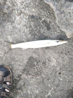 Кипр, вечерняя проверка: мелкая барра и окунь отпущены, утром — воблеры