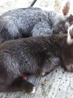 Кипр, Карпас и дикие ослы: дорога, морская рыбалка и не обижайте «попрошаек»