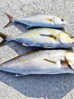 Кипр, снаряжение к морю: только воблеры и пилькеры, без багажа — без тройников