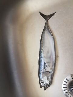 Кипр, грустный урок: сгнившая плетёнка, два обрыва, мини-пеламида кошаку