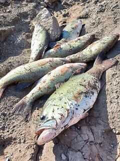 Басс на Кипре в районе Пафоса: собираю желающих с 03.01.2026