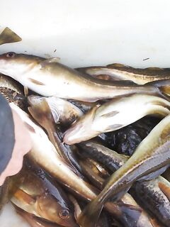 Кольский, Терский берег: морская рыбалка по треске, камбале и зубатке