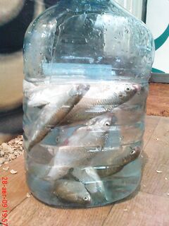 Должанская: поплавок с кормушкой-маяком и «манка против кукурузы»