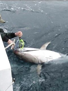 Лансароте, Канары: VIP-рыбалка с проживанием — предложение в сезон