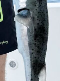 Сейшелы — что за рыба и почему не съедобная: вопрос к сообществу