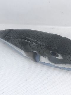 Сейшелы — «фугу» на спиннинг: подтверждение от местных