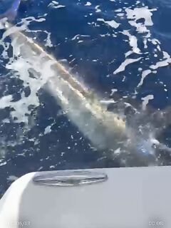 Сейшелы — синий марлин между Берд и Денис: два часа боя и отпуск