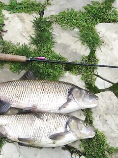 Черное море в Болгарии: сосед вытащил трофей в речушке — фиксирую активность