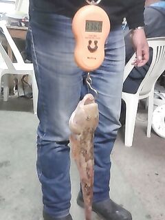 Болгария, сейчас по рыбам: «ПОПЧЕ» — краткий ответ по виду