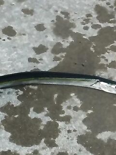 Болгария, «пионэры» на бомбарду с берега: фиксирую активность сегодня