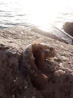 Болгария, Равда в начале сентября: микроджиг днём, ставрида ночью