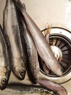 Болгария: опознание рыбы в ведре со ставридой — что за экземпляр сверху