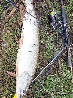 Болгария, Черное море — щука 3,438 кг, спиннинг 2,40 для масштаба