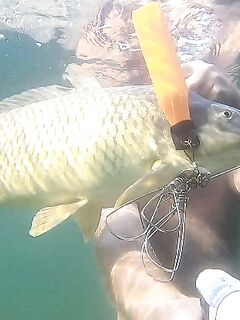 Черное море Болгарии — про снасти, Насебр и докорм, сарган на червя и пилькер