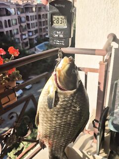 Болгария, Черное море: кефаль не дошла, затянули щука, окунь, сазан и карась