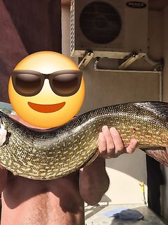 Болгария, Черное море — первый летний трофей и сравнение с карасем 2,8 кг