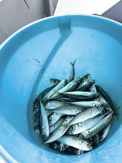 Дивноморск: три часа до причала и обратно, ставридка и жарка на баркасе под чачу